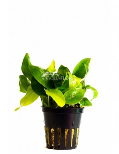 Anubias barteri var. nana 'Golden'