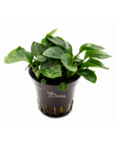 Anubias barteri var. nana...