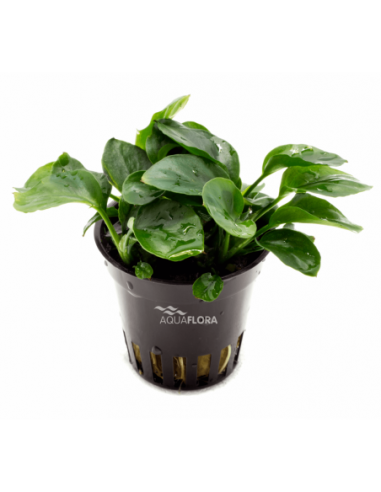 Anubias barteri var. nana 'Coin'
