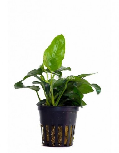 Anubias barteri var. nana