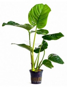 Anubias barteri