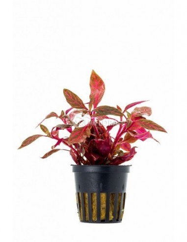 Alternanthera reineckii 'Rosanervig'