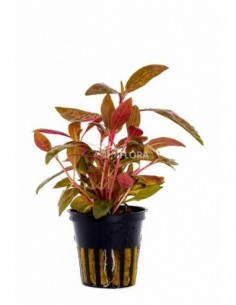 Alternanthera reineckii...