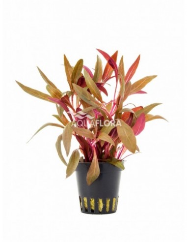 Alternanthera reineckii 'Pink'