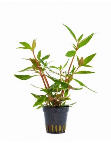 Alternanthera reineckii 'Mini'