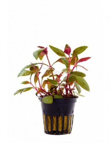 Alternanthera reineckii 'Lilacina'