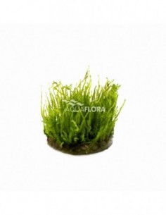 Vesicularia species...