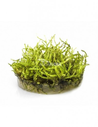 Vesicularia montagnei 'Christmas' -...