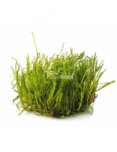 Taxiphyllum sp. 'Flame' -...