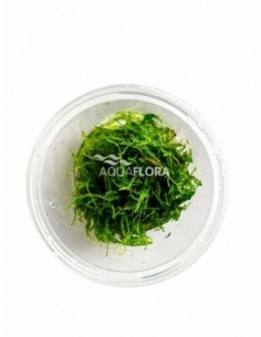 Taxiphyllum barbieri - In...
