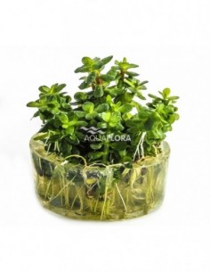 Rotala indica (Ammania...