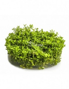 Micranthemum...