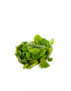 Limnobium laevifolium - In...