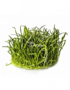 Lilaeopsis brasiliensis -...