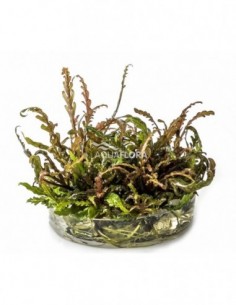 Hygrophila pinnatifida - In...