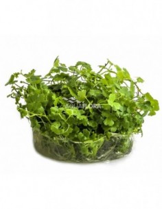 Hydrocotyle sp. 'Japan' -...