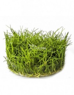 Eleocharis sp.'Minima' - In...