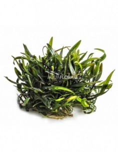 Cryptocoryne x willisii -...