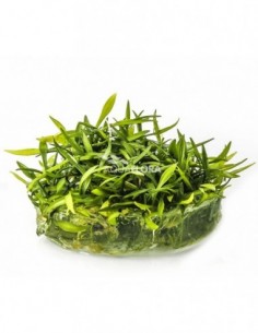 Cryptocoryne parva - In Vitro