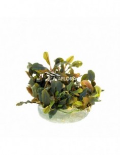 Bucephalandra 'Deep Purple'...