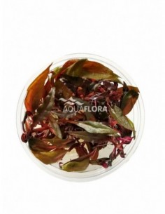 Alternanthera reineckii...