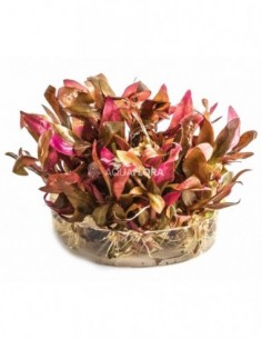 Alternanthera reineckii...