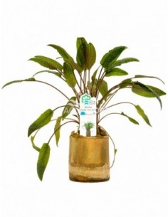 Bamboo pot S - Cryptocoryne...