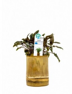 Bamboo pot M - Cryptocoryne...