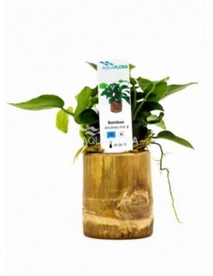 copy of Bamboo pot S -...