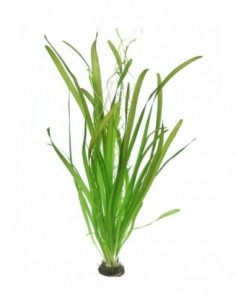 Vallisneria australis...