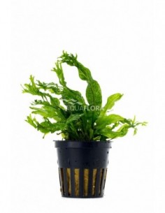 Microsorum pteropus...