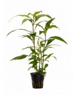Hygrophila corymbosa...