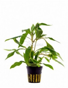 Hygrophila corymbosa...