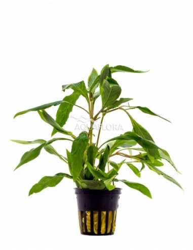 Hygrophila corymbosa 'Angustifolia' - XL