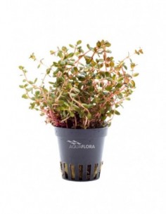 Rotala rotundifolia 'Orange...