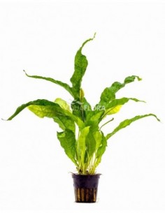 Microsorum pteropus...