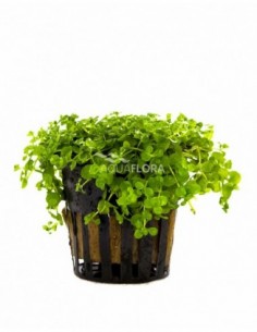 Micranthemum species 'Monte...