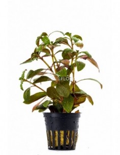 Ludwigia glandulosa